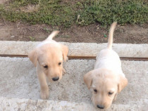 Labrador retriver