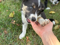 Catei Border Collie