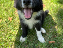 Catei Border Collie