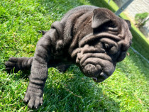 Căței Rasa Shar-Pei!