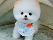 Pomeranian boo pappy