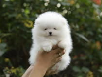 Pomeranian mini boo