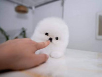 Pomeranian miniatura boo