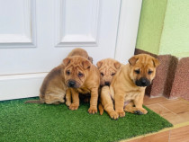 Pui SHAR PEI vaccinați și deparazitați cu carnete de sănătate