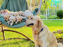 Golden retriever puiuți