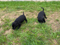 Pui de Labrador negru