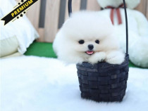 Poze reale Pomeranian Mino Teeacup