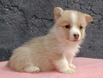 Pembroke Welsh Corgi cățeluși