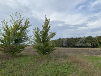 Teren intravilan 520mp Valea Ursului cu vedere la Pădure