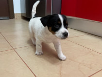 Catel talie mica Jack Russell Terrier