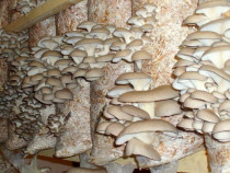 Compost ciuperci pleurotus