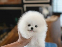 Pomeranian mini boo