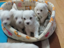 Pui bichon maltez