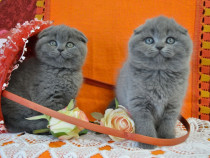 Scottish fold puiuți