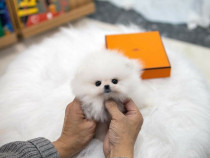 Poze reale pomeranian puppy mini