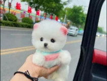 Pomeranian puppy mini boo