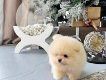 Pomeranian minu boo