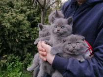 British shorthair