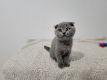 Scottish fold blue