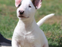 Câini Mini Bull Terrier