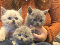 Pisici british shorthair