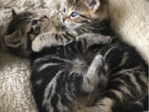 American Shorthair