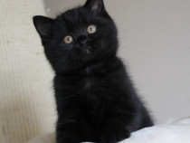 British shorthair black