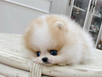 Pomeranian teeacup mini boo