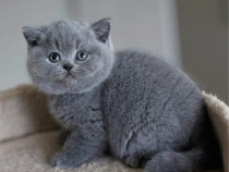 British Shorthair Blue