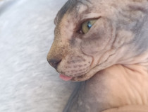 Fetiță Sphynx 5 luni sociabila și jucăușă