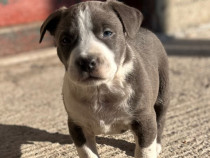 Pui Amstaff Blue