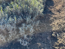 Tufe de Lavanda Fratautii Vechi