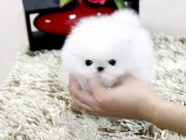 Pomeranian Mini toy