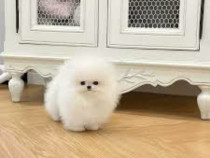 Pomeranian boo mini toy