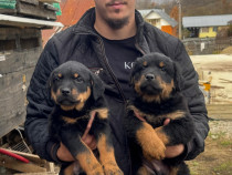 Pui rottweiler 2 luni