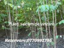 Puieți salcâm de vanzare soiul Robinia Pseudoacacia