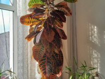 Croton, planta decorativa de interior