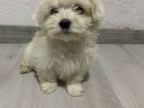 Bichon maltez jucausi