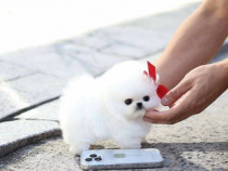 Pomeranian boo mini toy