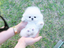 Pomeranian teeacup mini toy