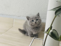 British shorthair pui