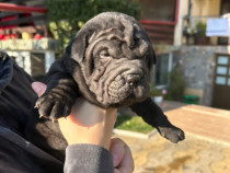 Pui Shar Pei 5 săptămâni