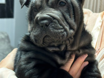 Pui Shar Pei 5 săptămâni