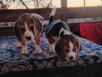 Beagle Tricolori