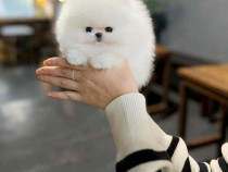 Pomeranian mini boo toy Asigur transport