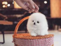 Pomeranian talie foarte mica toy exemplare superbe din cu pedigree