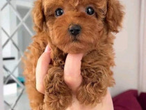 Toy poodle ,vaccine,pasaport