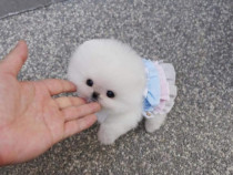 Pomeranian mini puppy Boo asigur transportul