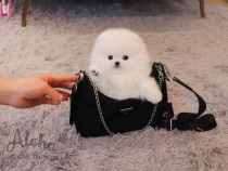 Pomeranian teeacup mini toy exemplare superbe din părinții cu pedigree