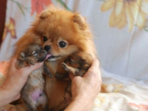 Pui pomeranian orange,super calitate.